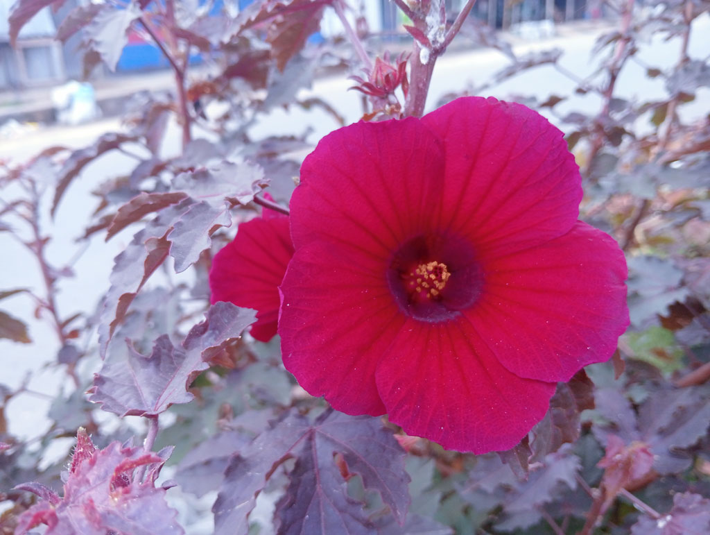 দিনের ছবি (৭ জুলাই , ২০২৬)