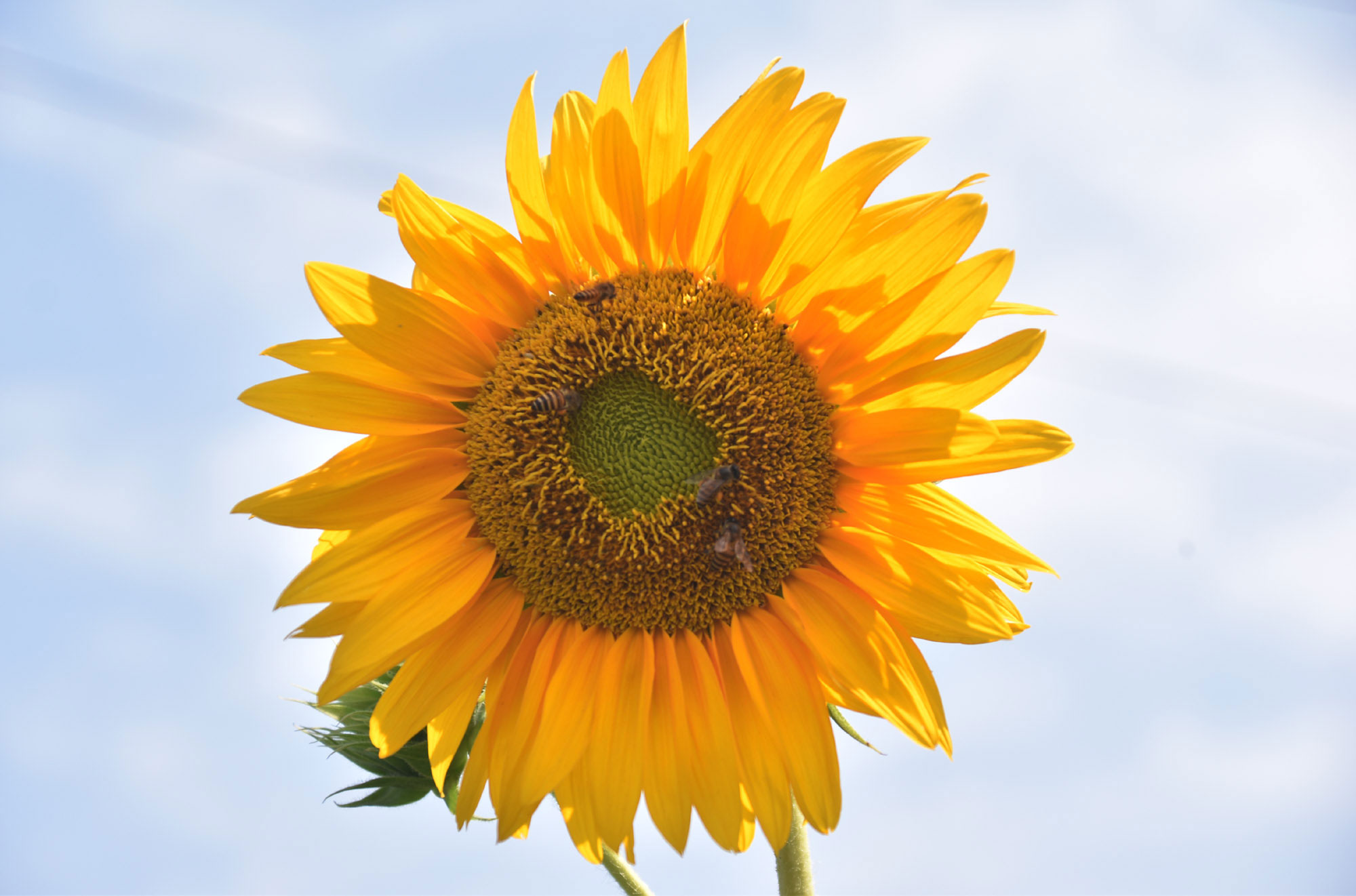 সারি সারি গাছে ফুটেছে সূর্যমুখী ফুল। আর সেই ফুল থেকে মধু আহরণ করছে মৌমাছি। রাজশাহী নগরীর আলিফ লাম মীম ভাটার রাস্তার আইল্যান্ড থেকে আজ সকালে তোলা। ছবি: মিলন শেখ