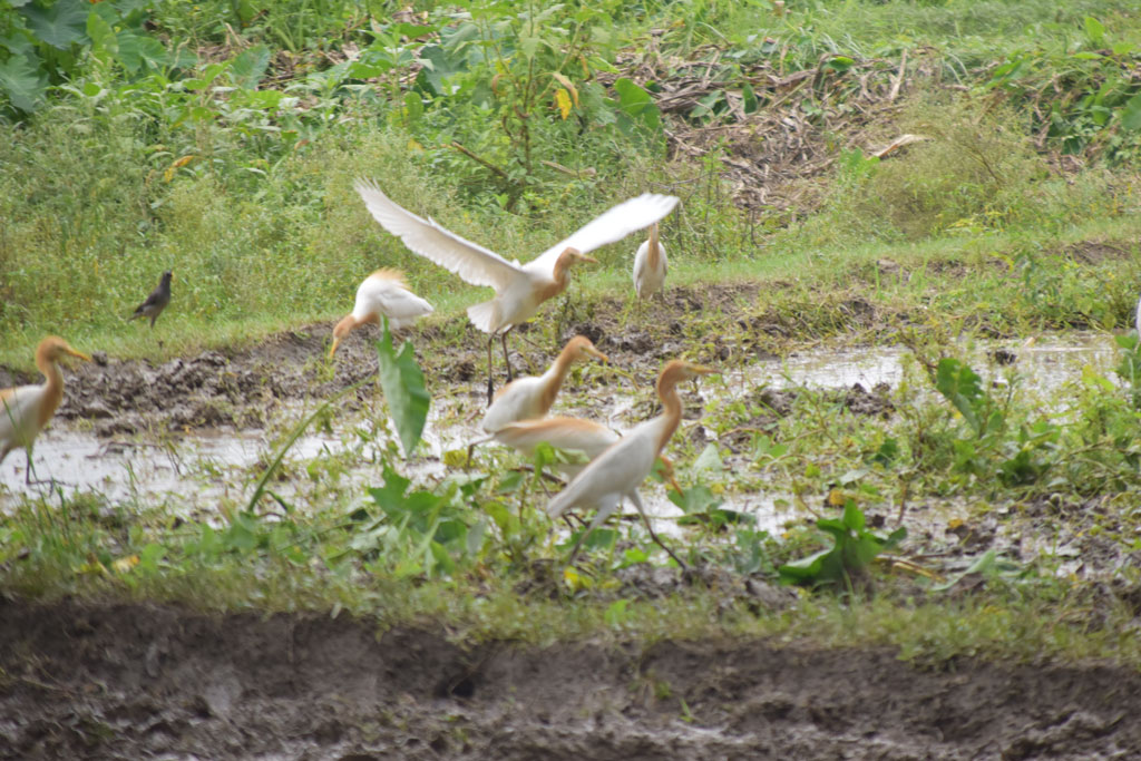 রাজশাহীর গোদাগাড়ী উপজেলার ঋষিকুল ইউনিয়নে হ্যালো মেশিনে জমি চাষ করছেন এক কৃষক। হাল চলার সময় মাটির নিচ থেকে বেরিয়ে আসা পোকামাকড় ধরে খাচ্ছে পাশে থাকা সাদা বক। ছবি: মিলন শেখ।