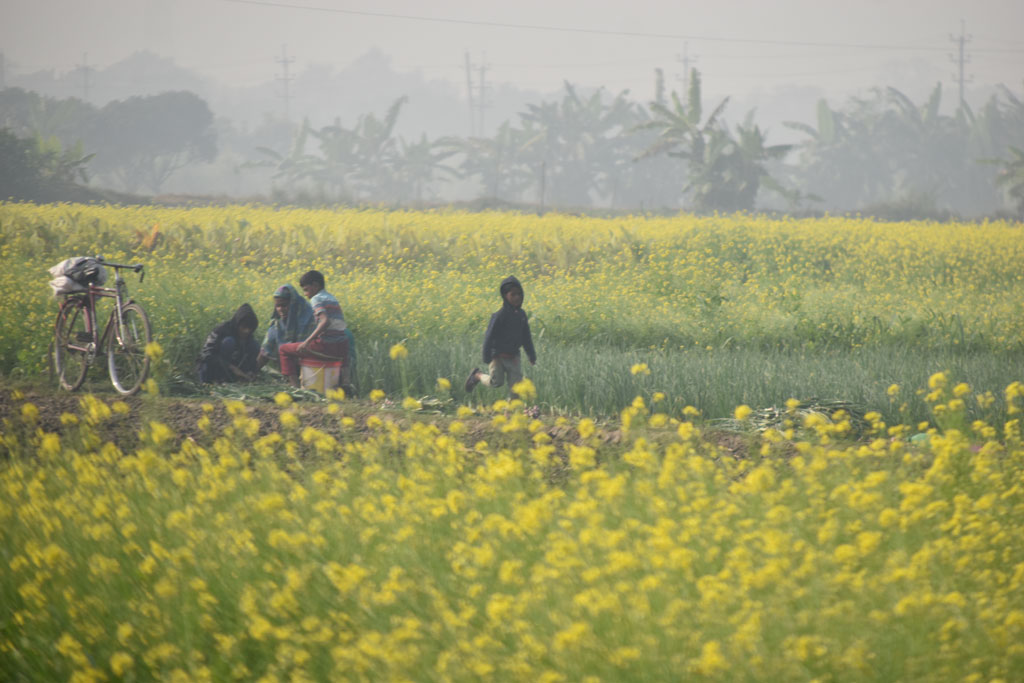 শীতের কুয়াশাভরা সকালে মাঠে নেমেছেন কৃষক–কৃষাণীরা। হলুদ সরিষার ফুলে ভরা জমির মাঝখানে লাগানো পেঁয়াজ তুলতে ব্যস্ত তাঁরা। পরিবারের সঙ্গে শিশুরাও কাজে যোগ দিয়েছে। রাজশাহীর পুঠিয়া উপজেলার বেলপুকুর ইউনিয়নের একটি মাঠ। ছবি: মিলন শেখ