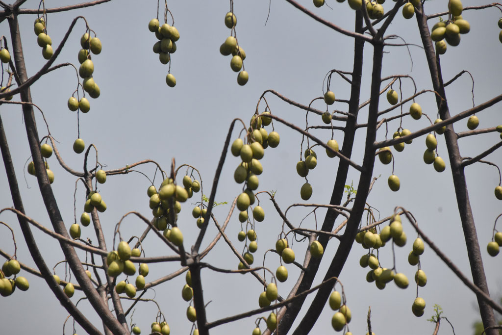 বিলাতি আমড়া ঝুলছে গাছের ডালে ডালে। পাতা সব ঝরে পড়েছে, শুধু আমড়াই দৃশ্যমান। ছবিটির রাজশাহীর কোর্ট চত্বর এলাকা থেকে তোলা। ছবি: মিলন শেখ