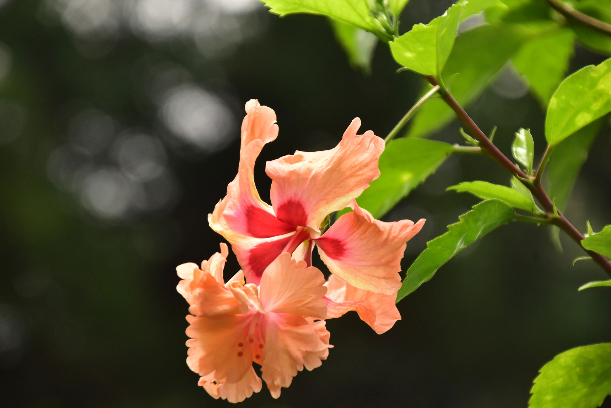 রাজশাহী নগরীর নেসকো (বিদ্যুৎ অফিস) ভবনের সামনের ফুলবাগানে ফুটেছে উজ্জ্বল লাল রঙের চিনিসিশার রোজিনেবিশ (Hibiscus rosa-sinensis)। শান্ত পরিবেশে নজরকাড়া এই ফুল শোভা বাড়িয়েছে অফিস প্রাঙ্গণের। ছবি: মিলন শেখ