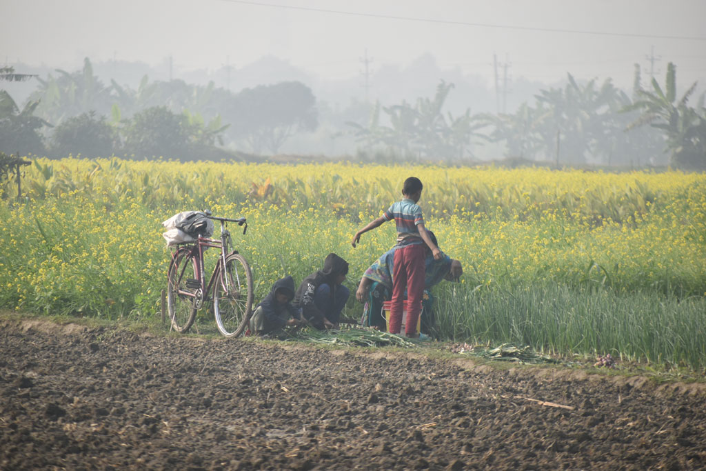 দিনের ছবি (১১ ডিসেম্বর, ২০২৫)