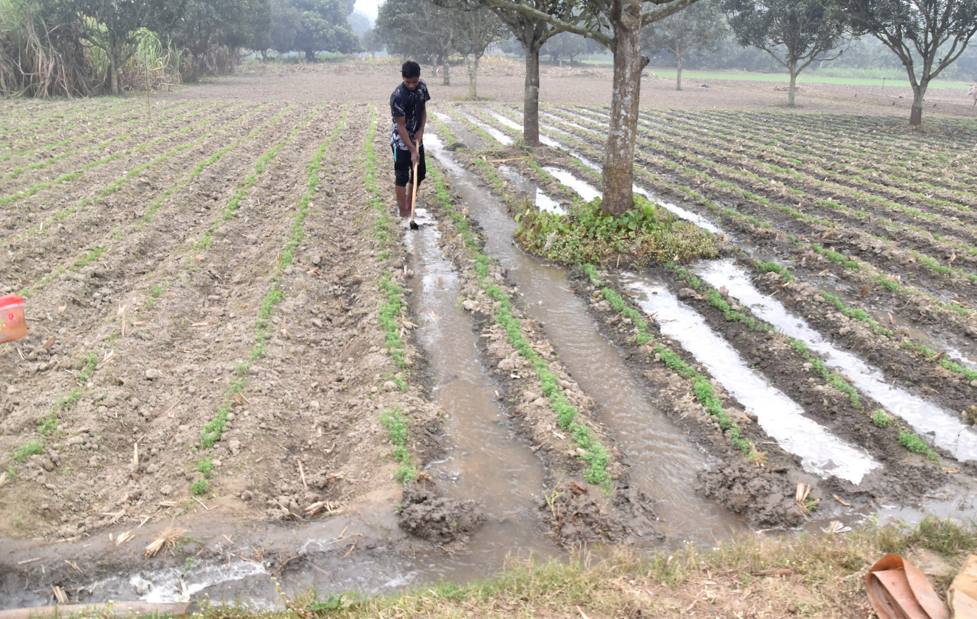 শীতের সকালে আখ ও খেসারি ডালের জমিতে পানি দিচ্ছেন এক কৃষকসন্তান। কোদাল দিয়ে জমিতে পানি যাওয়ার পথ বানিয়ে দিচ্ছেন তিনি। আজ শুক্রবার সকালে পবা উপজেলার পারিলা ইউনিয়ন এলাকার একটি জমি থেকে তোলা। ছবি: মিলন শেখ