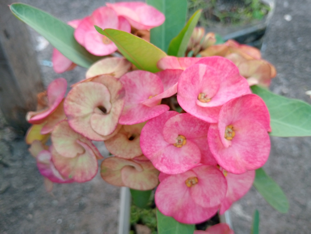 ক্রাউন অব থর্নস উদ্ভিদের ফুলের গুচ্ছ, যার বৈজ্ঞানিক নাম ইউফোর্বিয়া মিলি। এ উদ্ভিদটি মাদাগাস্কারের স্থানীয় একটি রসালো গুল্ম। এটি কাঁটাযুক্ত, রসালো কাণ্ড এবং ছোট ফুলের জন্য পরিচিত, যার চারপাশে উজ্জ্বল। গাছটি খরা ও তাপ সহনশীল এবং সারা বছর ফুল ফোটে। ফুলগুলো বিভিন্ন রঙের হয়; যেমন লাল, গোলাপি, কমলা, হলুদ ও সাদা। রাজশাহী নগরীর আলুপট্টি এলাকার একটি ছাদবাগান থেকে তোলা। ছবি: মিলন শেখ