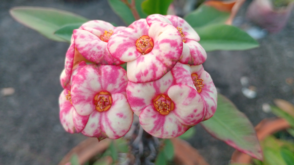 দিনের ছবি (২৩ অক্টোবর, ২০২৫)