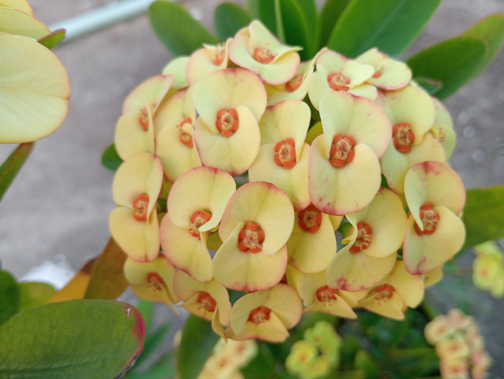 ক্রাউন অব থর্নস উদ্ভিদের ফুলের গুচ্ছ, যার বৈজ্ঞানিক নাম ইউফোর্বিয়া মিলি। এ উদ্ভিদটি মাদাগাস্কারের স্থানীয় একটি রসালো গুল্ম। এটি কাঁটাযুক্ত, রসালো কাণ্ড এবং ছোট ফুলের জন্য পরিচিত, যার চারপাশে উজ্জ্বল। গাছটি খরা ও তাপ সহনশীল এবং সারা বছর ফুল ফোটে। ফুলগুলো বিভিন্ন রঙের হয়; যেমন লাল, গোলাপি, কমলা, হলুদ ও সাদা। রাজশাহী নগরীর আলুপট্টি এলাকার একটি ছাদবাগান থেকে তোলা। ছবি: মিলন শেখ