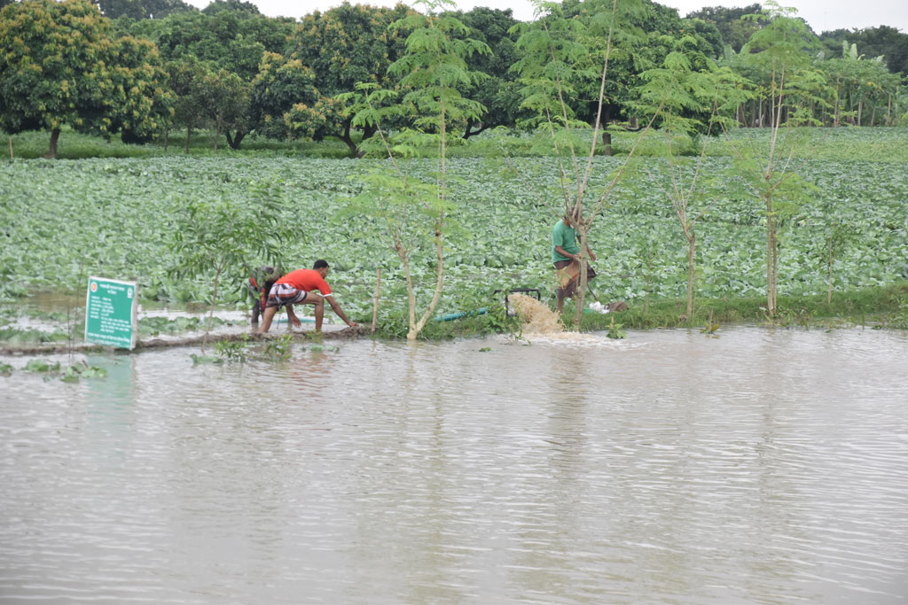 বৃষ্টির পানিতে তলিয়ে গেছে বাঁধাকপির জমি। সেই জমিতে কৃষকেরা শ্যালো মেশিন দিয়ে পানি সরানোর চেষ্টা করছেন। রাজশাহীর পবা উপজেলার দামকুড়া ইউনিয়নের সুলিতলা গ্রাম থেকে তোলা। ছবি: মিলন শেখ