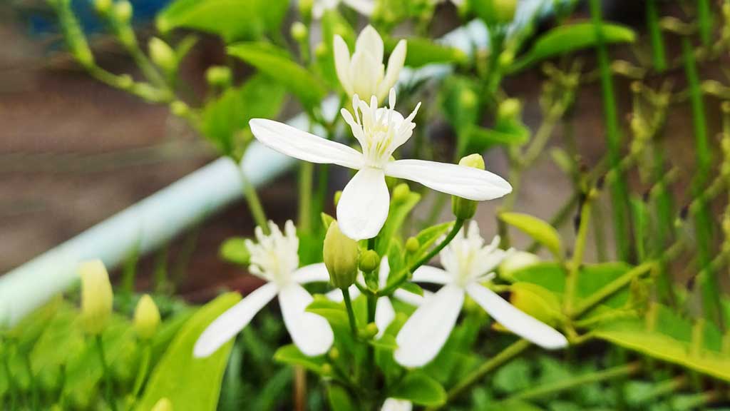 দিনের ছবি (৪ আগস্ট, ২০২৫)