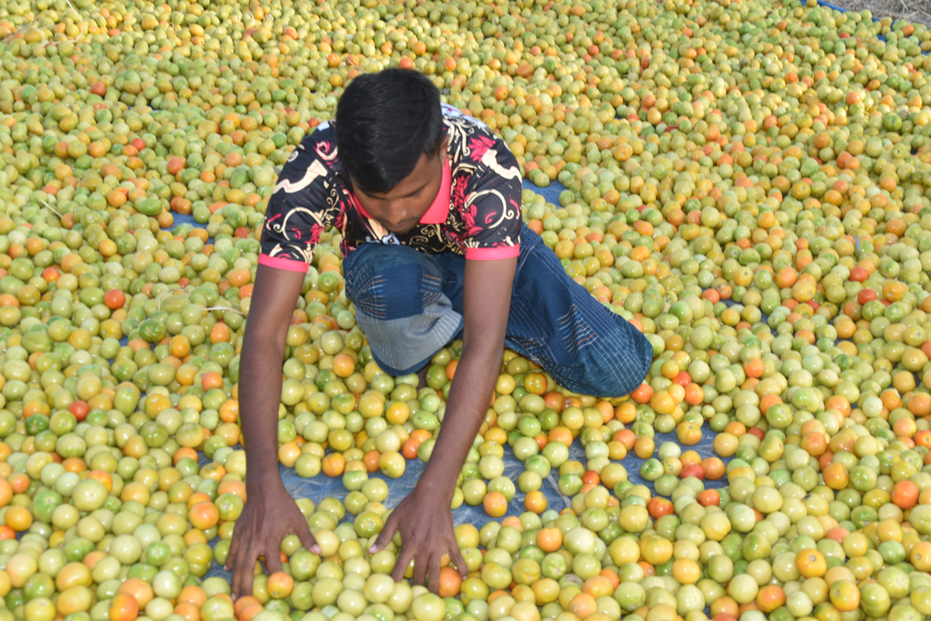 জমি থেকে তোলা শুরু হয়েছে কাঁচা-পাকা টমেটো। জাল বিছিয়ে সেই টমেটোগুলো রোদে শুকাচ্ছেন লাল রং ধারণের জন্য। পরে ট্রাকে বিভিন্ন জেলায় চলে যাবে টমেটোগুলো। রাজশাহীর গোদাগাড়ী উপজেলার ১ নম্বর আই আই রাহী এলাকা থেকে তোলা। ছবি: মিলন শেখ