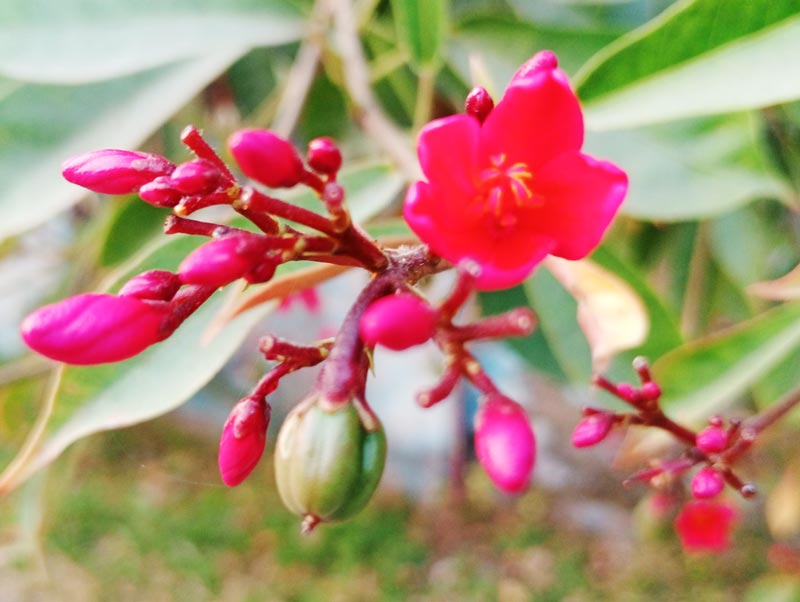 সুগন্ধি জয়তী বা দিনফোটা জয়তী (জাট্রোফা ইন্টিগেরিরিমা)। এটি ইউফরবিয়া পরিবারের একটি ফুল গাছ। কিউবা এবং হিস্পানির প্রজাতির মাঝারি আকারের গুল্ম সুগন্ধী জয়তী। এরা বেশি ডালপালা উৎপাদন করে না। নগরীর জেলা শিল্পকলা একাডেমি ভবনের সামনে রাস্তা থেকে তোলা। রাজশাহী, ১৭ ফেব্রুয়ারি ২০২৫। ছবি: ছবি মিলন শেখ