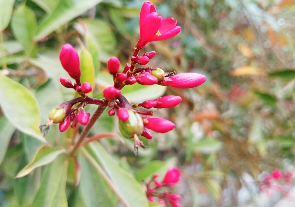 সুগন্ধি জয়তী বা দিনফোটা জয়তী (জাট্রোফা ইন্টিগেরিরিমা)। এটি ইউফরবিয়া পরিবারের একটি ফুল গাছ। কিউবা এবং হিস্পানির প্রজাতির মাঝারি আকারের গুল্ম সুগন্ধী জয়তী। এরা বেশি ডালপালা উৎপাদন করে না। নগরীর জেলা শিল্পকলা একাডেমি ভবনের সামনে রাস্তা থেকে তোলা। রাজশাহী, ১৭ ফেব্রুয়ারি ২০২৫। ছবি: ছবি মিলন শেখ