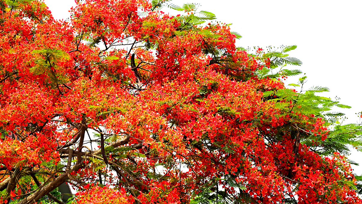 দিনের ছবি (২৪ এপ্রিল, ২০২৬)