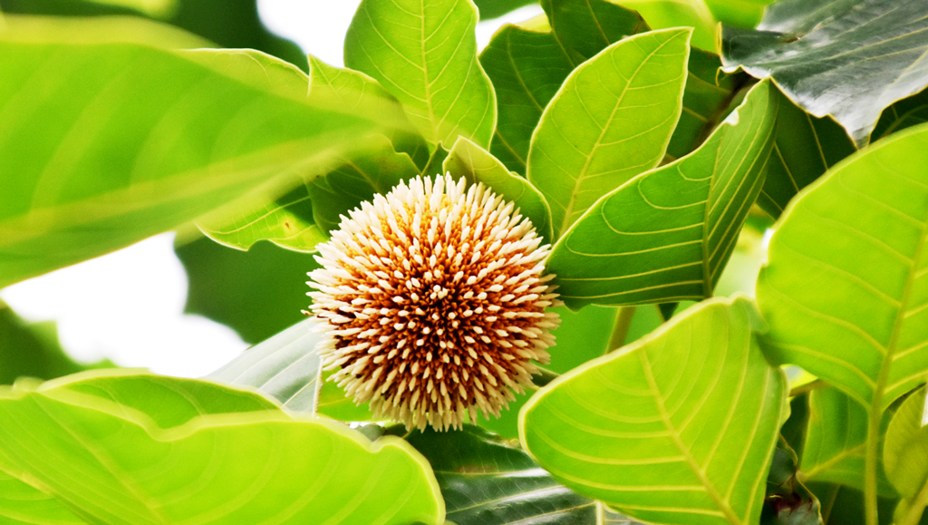 দিনের ছবি (১৫ জুলাই, ২০২৬)