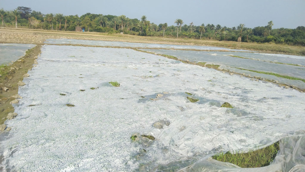 সাতক্ষীরার তালা উপজেলার পাটকেলঘাটা এলাকার কৃষকেরা ধানের বীজতলাকে বেশি ঠান্ডা থেকে রক্ষায় পলিথিন দিয়ে ঢেকে রেখেছেন। আজ সকালে পাটকেলঘাটার রাজেন্দ্রপুর এলাকা থেকে তোলা। ছবি: মুজিবুর রহমান