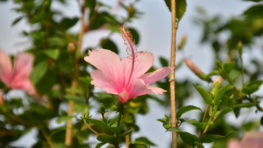 দিনের ছবি (০৪ জুন, ২০২৫)