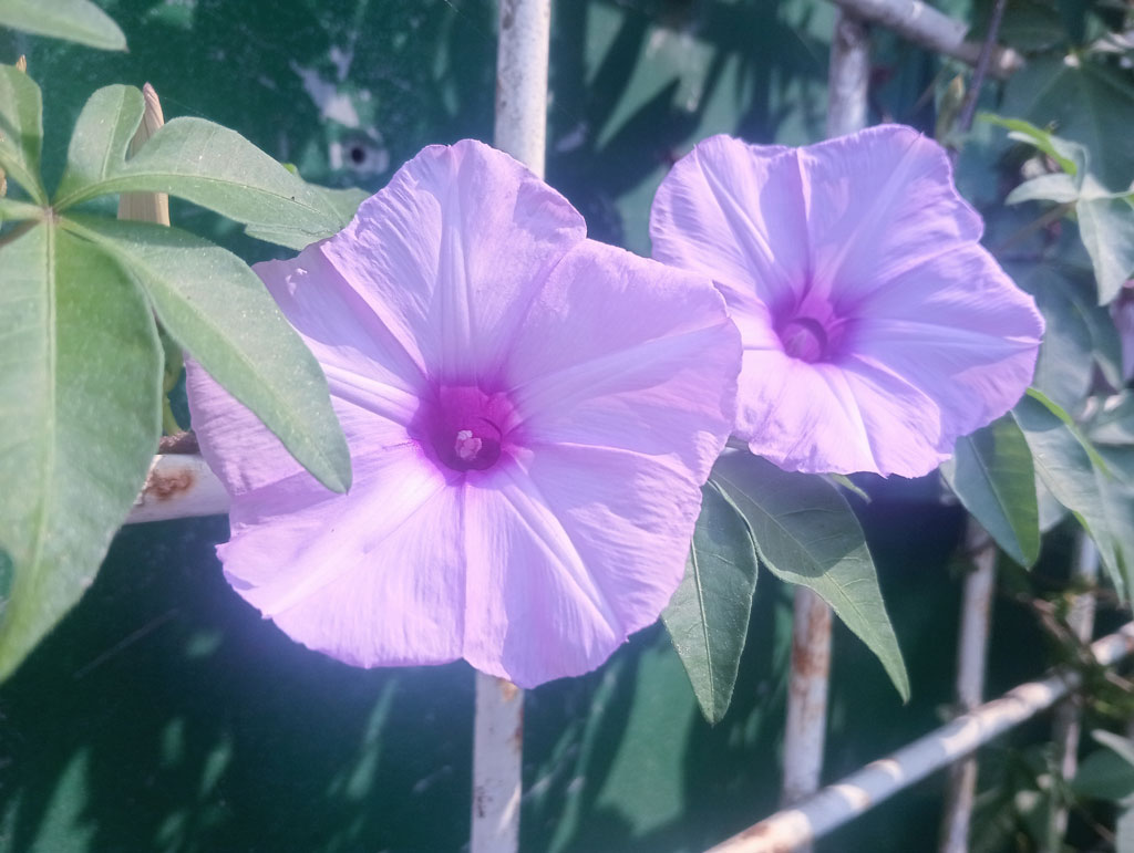 দিনের ছবি (২০ মার্চ, ২০২৬)