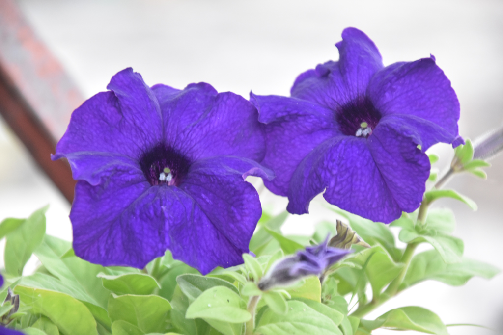 দিনের ছবি (১৭ নভেম্বর, ২০২৫)