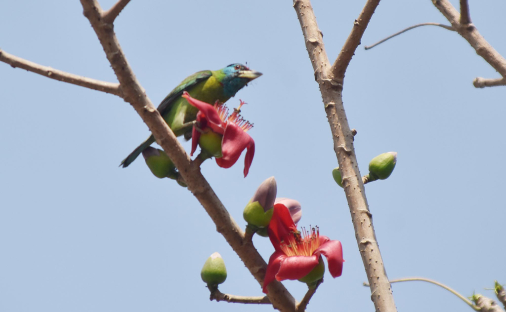 রাজশাহীর সিটিরহাট এলাকায় ফুটে থাকা লাল শিমুল ফুল থেকে মধু আহরণ করছে নীল গলাযুক্ত বারবেট পাখি। বর্ণিল এই পাখিটি ফল ও ফুল খেয়ে জীবনধারণ করে এবং এশিয়ার বিভিন্ন বনাঞ্চলে দেখা যায়। ছবি: মিলন শেখ