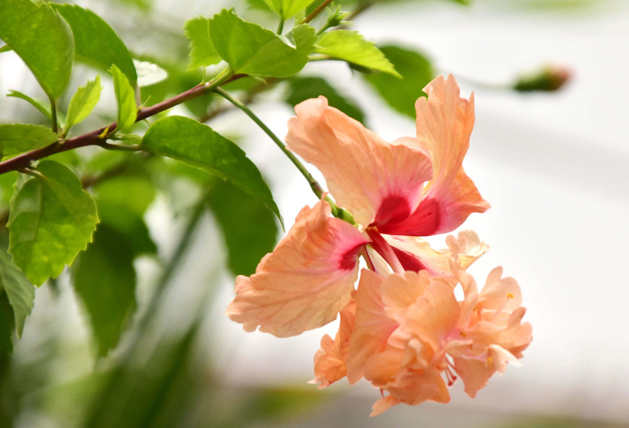 দিনের ছবি (২৬ জুন, ২০২৫)