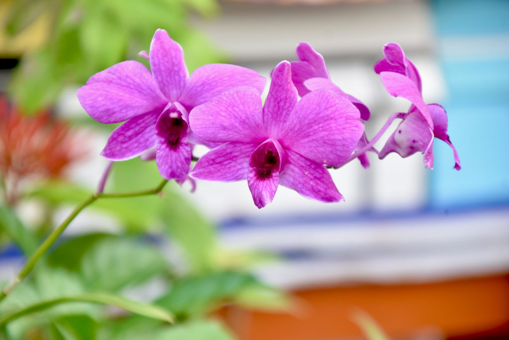 দিনের ছবি (২ নভেম্বর ২০২৫)