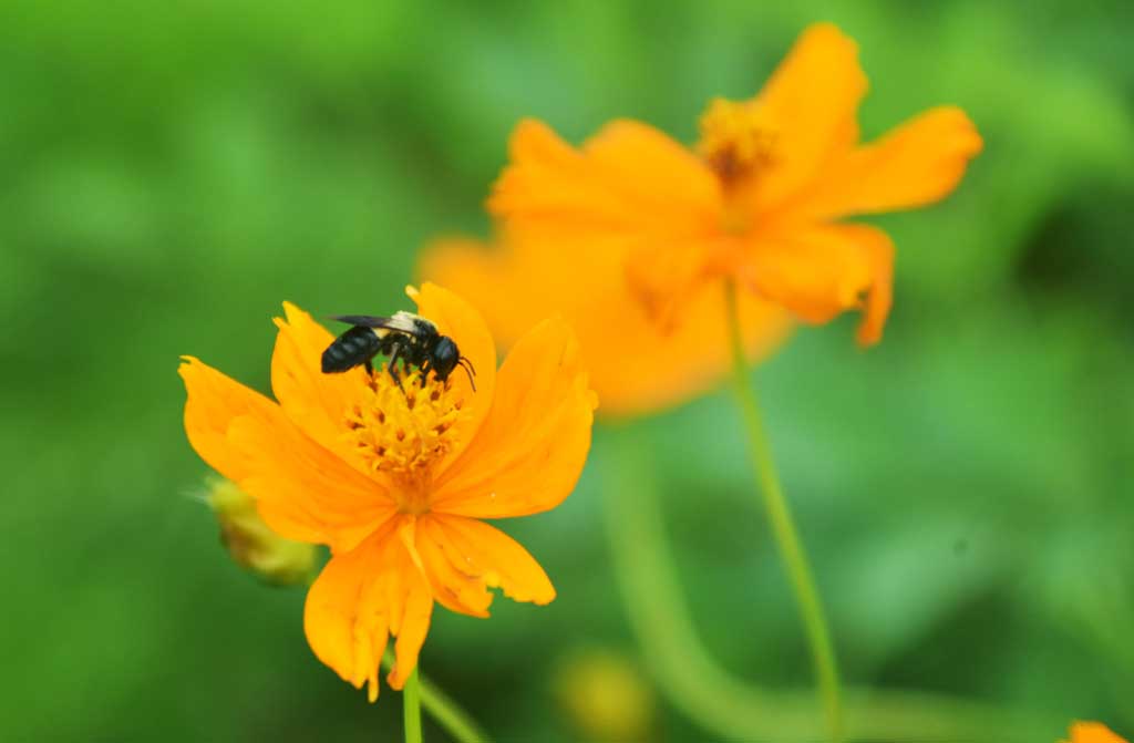 সালফার কসমস (Cosmos sulphureus) ফুলে বসেছে ‘মেঘহীন সালফার’ নামে পরিচিত ফোবিস সেনা প্রজাপতি। এই ফুল থেকে প্রজাপতি ও মৌমাছি মধু আহরণ করে থাকে। ছবিটি রাজশাহী নগরীর আলিফ লাম মিম ভাটা এলাকা থেকে তোলা। ছবি: মিলন শেখ