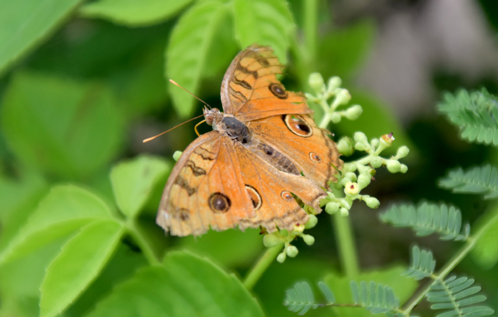 দিনের ছবি (২৩ জুলাই ২০২৫)