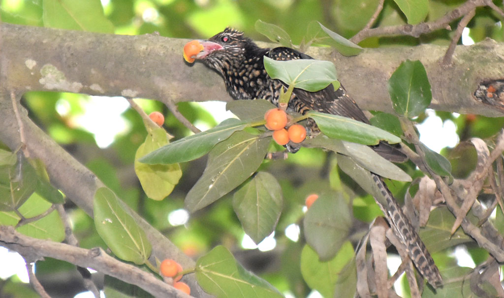 দিনের ছবি (০৬ অক্টোবর, ২০২৫)