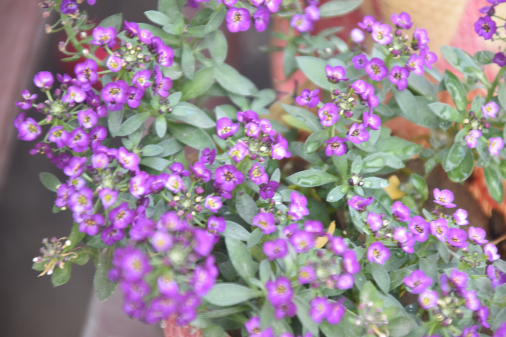 দিনের ছবি (০৫ ফেব্রুয়ারি ২০২৬)