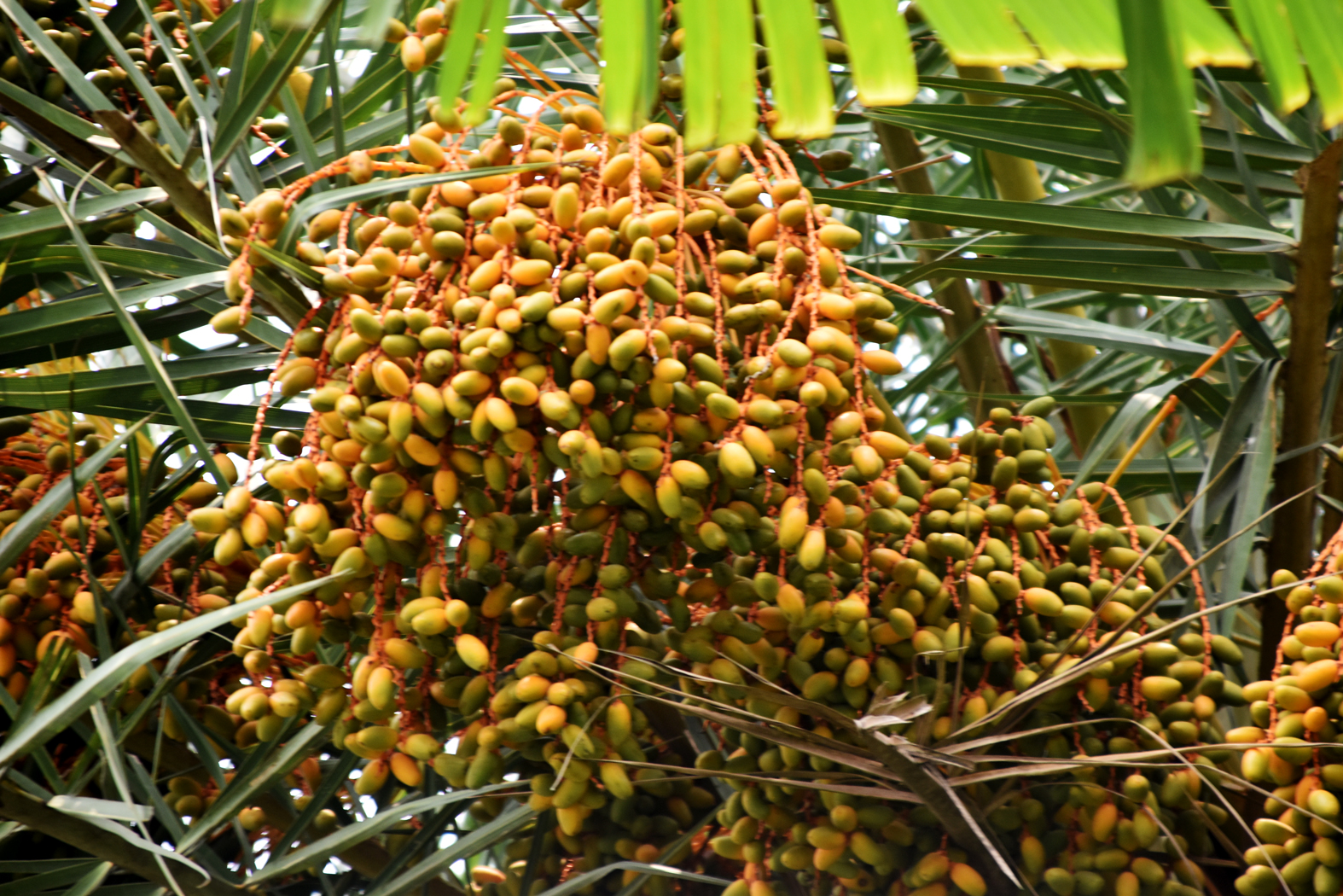 দিনের ছবি (১৪ মে, ২০২৬)