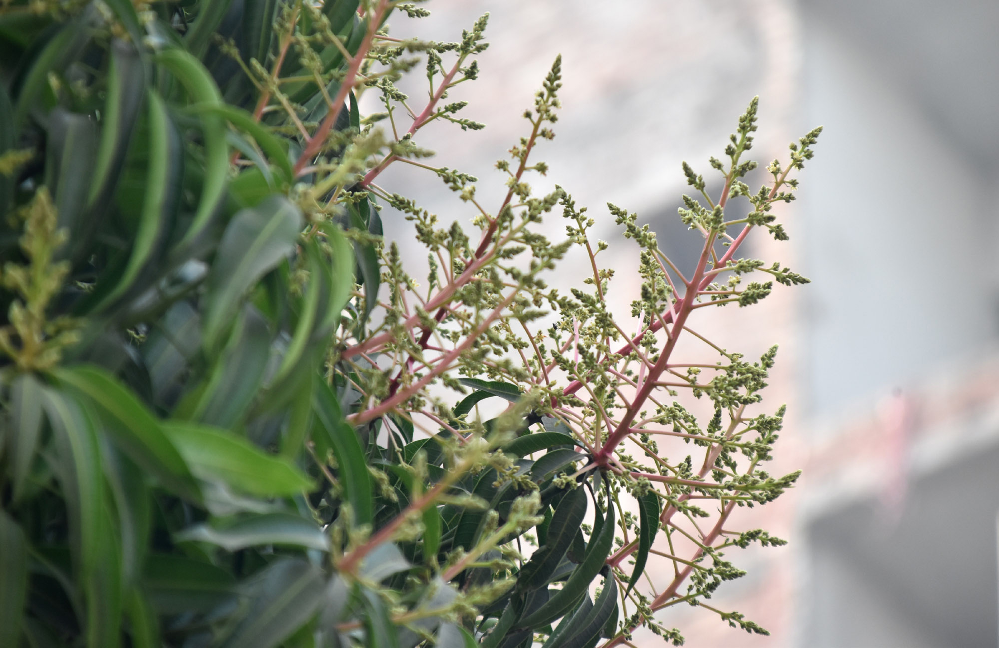 ঘন কুয়াশা আর কনকনে শীতের মধ্যেও প্রকৃতি থেমে নেই। ডালে ডালে উঁকি দিতে শুরু করেছে আমের মুকুল। শীতের এই নীরব সকালে মুকুলে ভরা আমগাছ যেন আগাম বসন্তের বার্তা দিচ্ছে। রাজশাহী নগরীর কেশবপুর পুলিশ হাসপাতালের গেটের সামনে থেকে তোলা। ছবি: মিলন শেখ