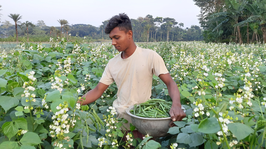 বাজারে আগাম উচ্চ ফলনশীল হাইব্রিড ক্যাকলে শিমের দাম ও চাহিদা বেশি। বিক্রির জন্য খেত থেকে এই জাতের শিম তুলছেন আজমীর হোসেন। আজ সকালে যশোরের ঝিকরগাছার বল্লা মাঠ থেকে তোলা। ছবি: মাসুদুর রহমান মাসুদ