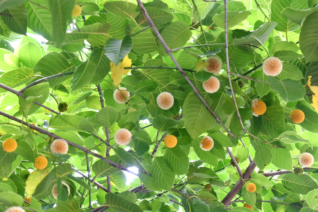 দিনের ছবি (৫ আগষ্ট , ২০২৬)