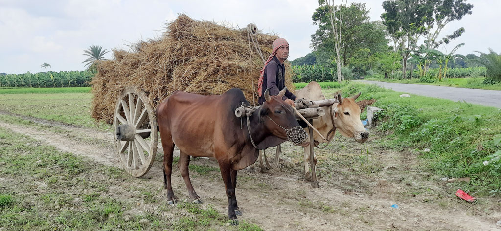 দিনের ছবি (২৯ সেপ্টেম্বর, ২০২৫)