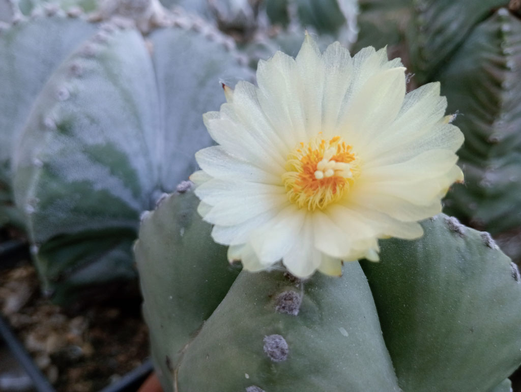 ক্যাকটাসের বিরল সৌন্দর্য। এটি সম্ভবত অ্যাস্ট্রোফাইটাম মাইরিওস্টিগমা (বিশপ’স ক্যাপ ক্যাকটাস) অথবা অ্যাস্ট্রোফাইটাম অ্যাস্টেরিয়াস (স্টার ক্যাকটাস)। এই প্রজাতির ক্যাকটাসে সাদা বা হালকা হলুদ পাপড়ি এবং উজ্জ্বল হলুদ বা কমলা কেন্দ্রবিশিষ্ট নাজুক, তারার মতো ফুল ফোটে। রাজশাহী নগরের শেখেরচক এলাকার একটি ছাদবাগান থেকে তোলা। ছবি: মিলন শেখ