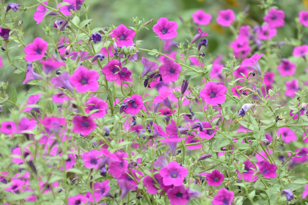 দিনের ছবি (৩০ এপ্রিল, ২০২৬)