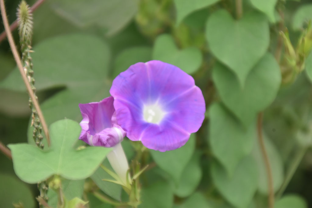 দিনের ছবি (৯ নভেম্বর ২০২৫)