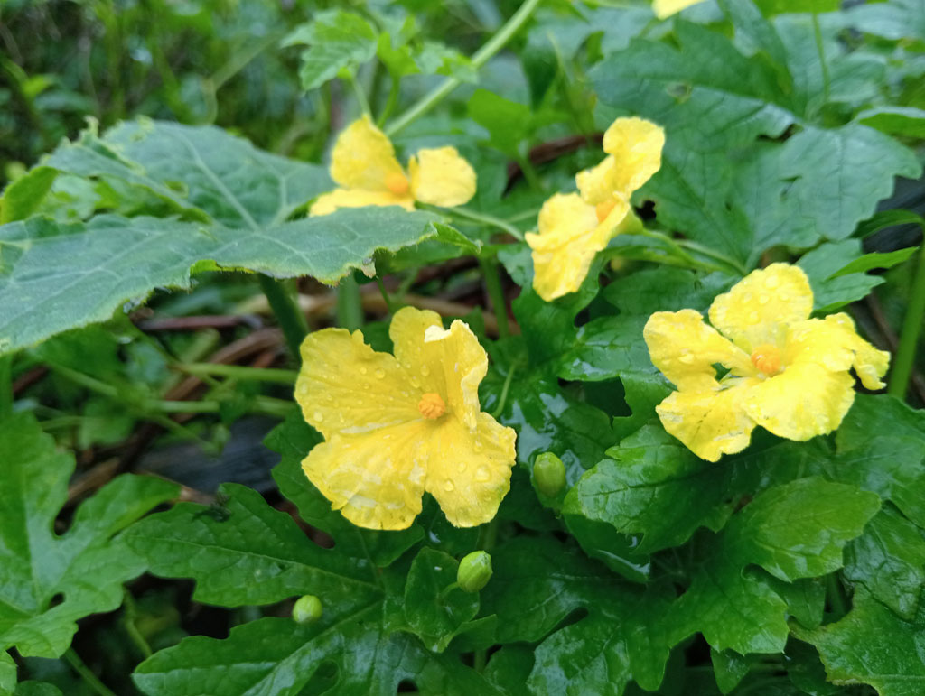 দিনের ছবি (১২ জুলাই, ২০২৬)