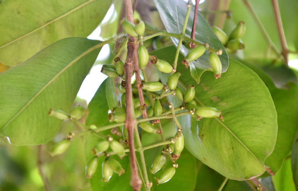 গরমের আরেক সুস্বাদু ফল জাম। গাছে গাছে কাঁচা জাম ঝুলছে। রাজশাহী নগরীর পাঠানপাড়া এলাকা থেকে তোলা। ছবি: মিলন শেখ