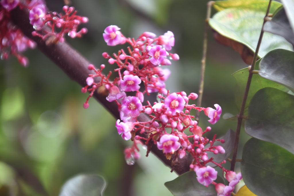দিনের ছবি (০২ অক্টোবর, ২০২৫)