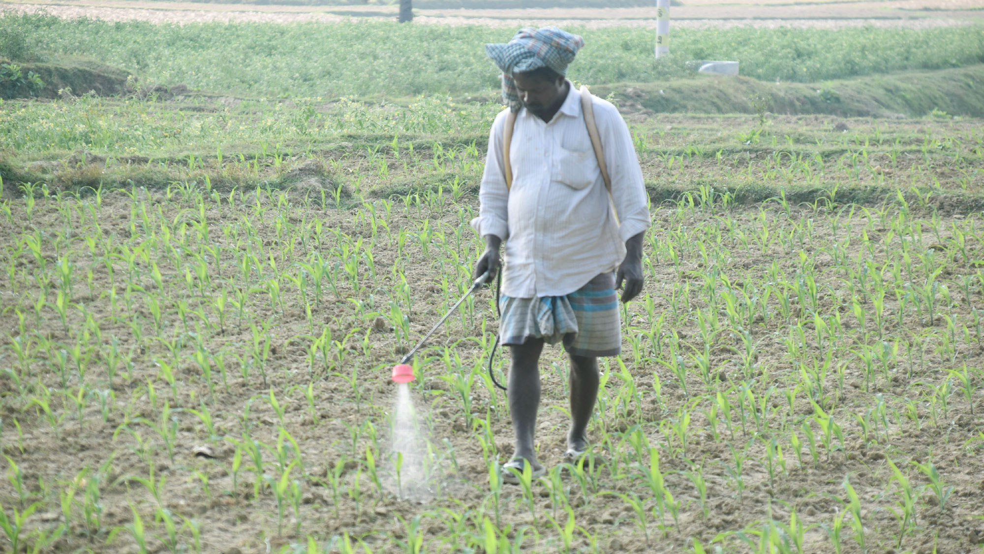 জমিতে লাগানো হয়েছে ভুট্টা। ভালো ফলনের আশায় এবং পোকার আক্রমণ থেকে রক্ষা পাওয়ার জন্য কৃষক স্প্রে করছেন কীটনাশক। রাজশাহীর গোদাগাড়ী উপজেলার গোগ্রাম ইউনিয়নের জুয়েলবাড়ি গ্রাম থেকে তোলা। ছবি: মিলন শেখ