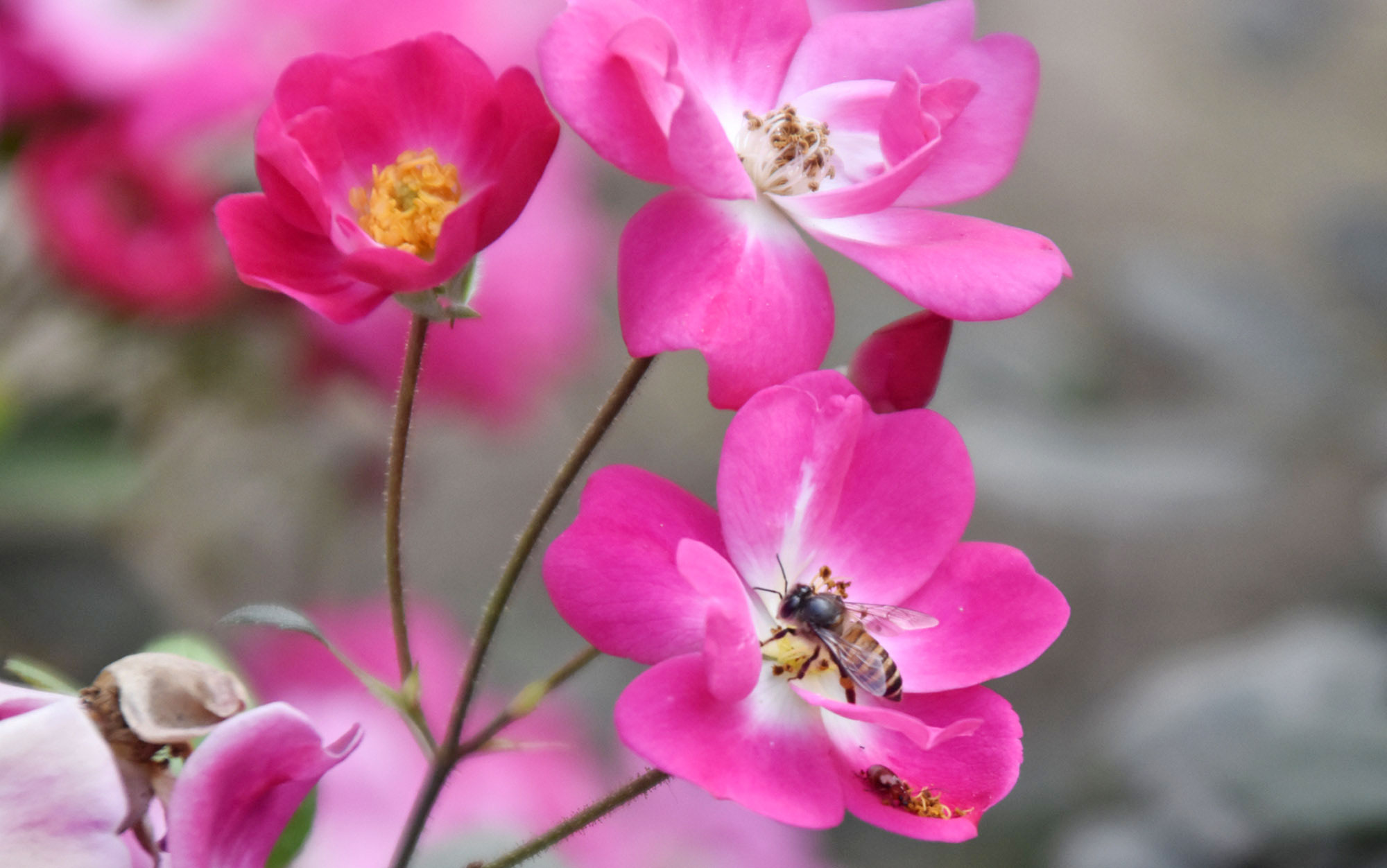 গোলাপ ফুল থেকে মধু সংগ্রহে ব্যস্ত সময় পার করছে মৌমাছি। শীতের নরম আলোয় যেন প্রকৃতি ও প্রাণের নিবিড় সহাবস্থান ফুটে উঠেছে। রাজশাহী নগর ভবনের ফুলবাগান থেকে আজ সকালে তোলা। ছবি: মিলন শেখ