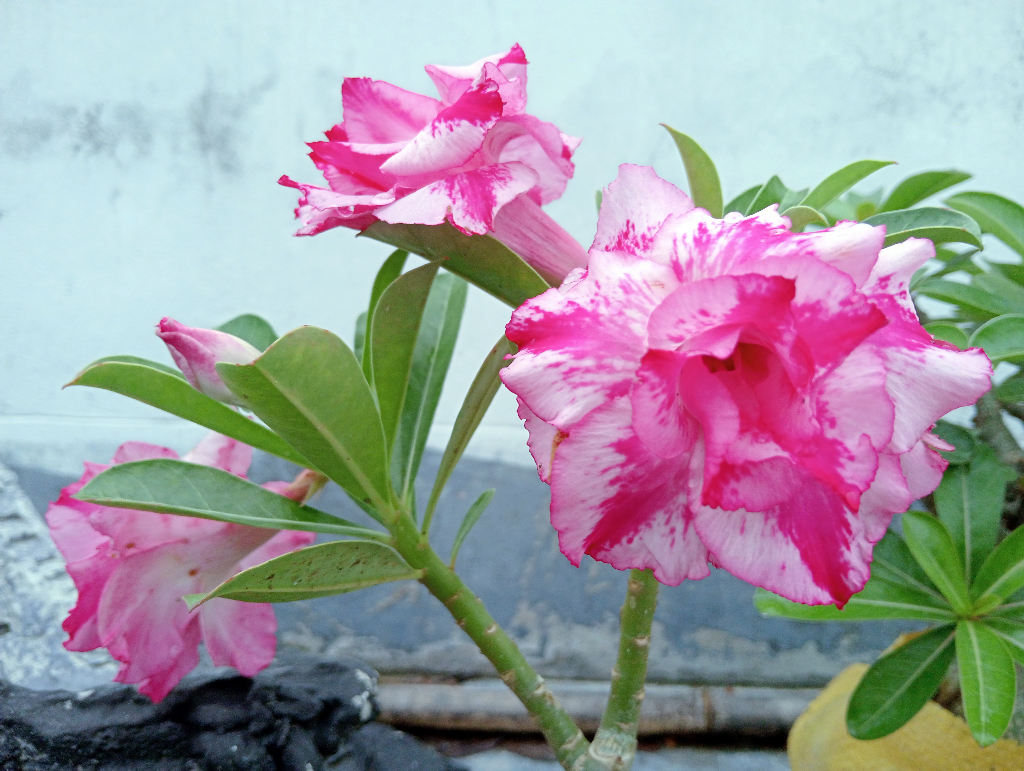 রাজশাহী নগরীর বেলদারপাড়া এলাকার একটি ছাদবাগানে ফুটেছে বাহারি ডেজার্ট রোজ (অ্যাডেনিয়াম ওবেসাম)। গোলাপি ও সাদা রঙের দ্বিপাপড়িযুক্ত ফুলটি সহজেই নজর কাড়ছে। রোদপ্রিয় এই রসালো গুল্মের পুরু সবুজ পাতা ও কাষ্ঠল কাণ্ডের সঙ্গে বহুস্তরীয় পাপড়ির গাঢ় গোলাপি কিনারা এবং সাদা-গোলাপি কেন্দ্র তৈরি করেছে দৃষ্টিনন্দন বৈপরীত্য। ছবি: মিলন শেখ