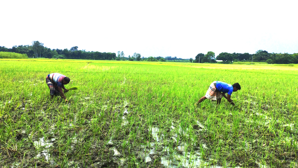 দিনের ছবি (১ আগষ্ট , ২০২৬)