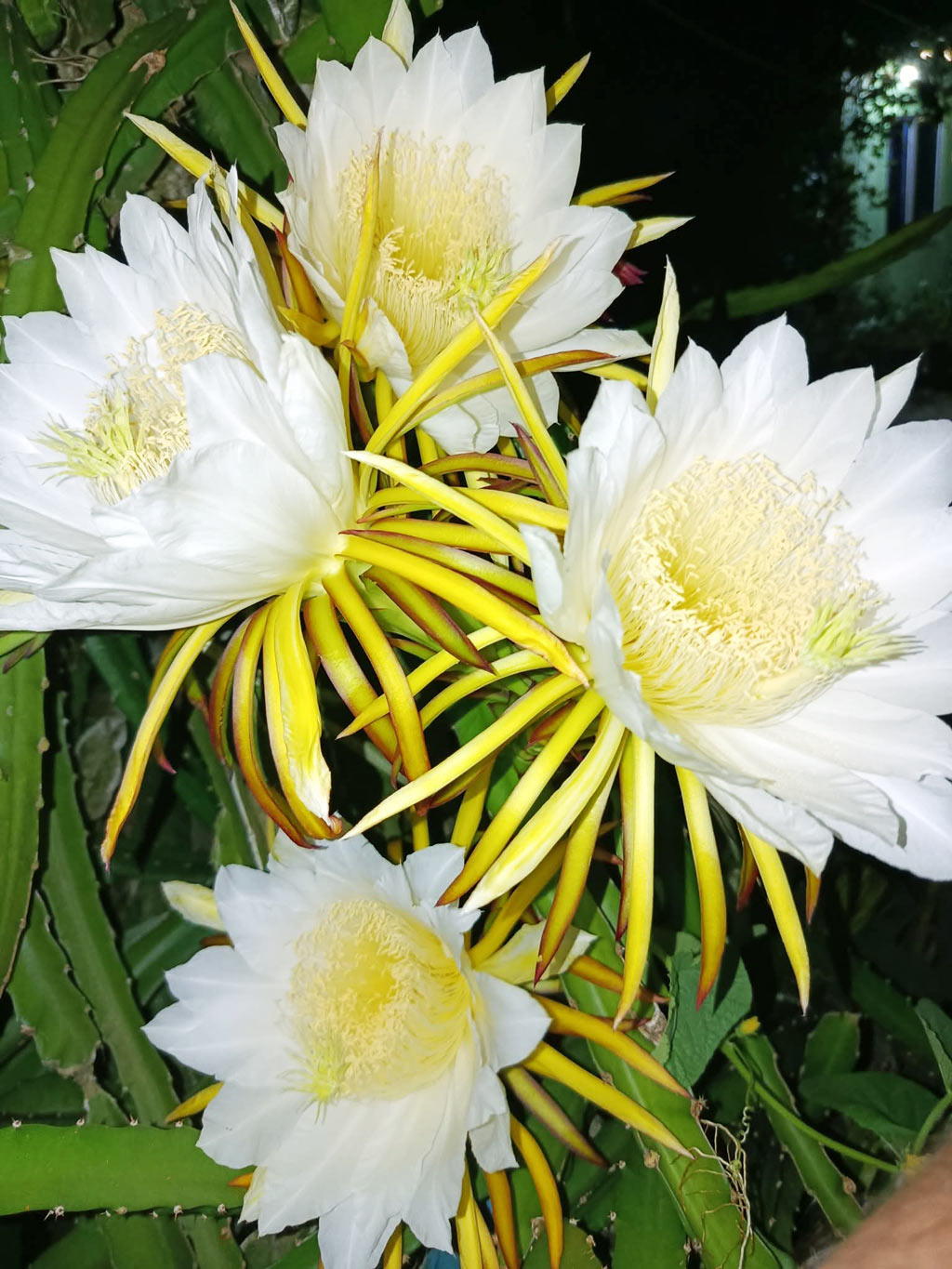 সাতক্ষীরা জেলার পাটকেলঘাটা এলাকার স্কুলশিক্ষক লিটন সরদারের ভালোবাসার ছোঁয়া লেগেছে বাসার ছাদে, যেখানে ফুটে উঠেছে ড্রাগন ফুলের এক অসাধারণ সমারোহ। ছাদবাগানে সৌন্দর্যের ডালি মেলে ধরেছে ড্রাগন ফুল। শিক্ষকের হাতে গড়া এই ছোট্ট ছাদবাগান শুধু সবুজের সমারোহ নয়, এটি তার ধৈর্য, ভালোবাসা আর প্রকৃতির প্রতি শ্রদ্ধার প্রতিচ্ছবি। ছবিটি তুলেছেন মুজিবুর রহমান।