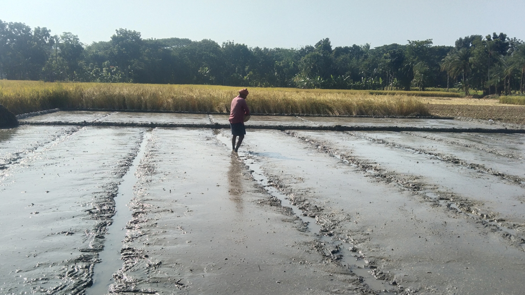 দিনের ছবি (২৯ নভেম্বর, ২০২৫)