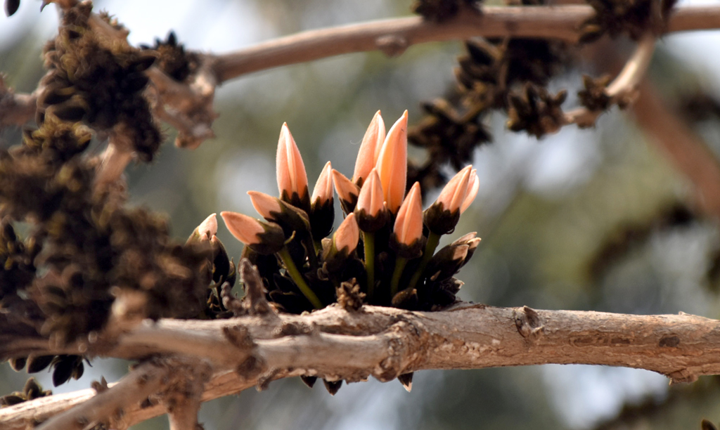 দিনের ছবি (২১ জানুয়ারি, ২০২৬)