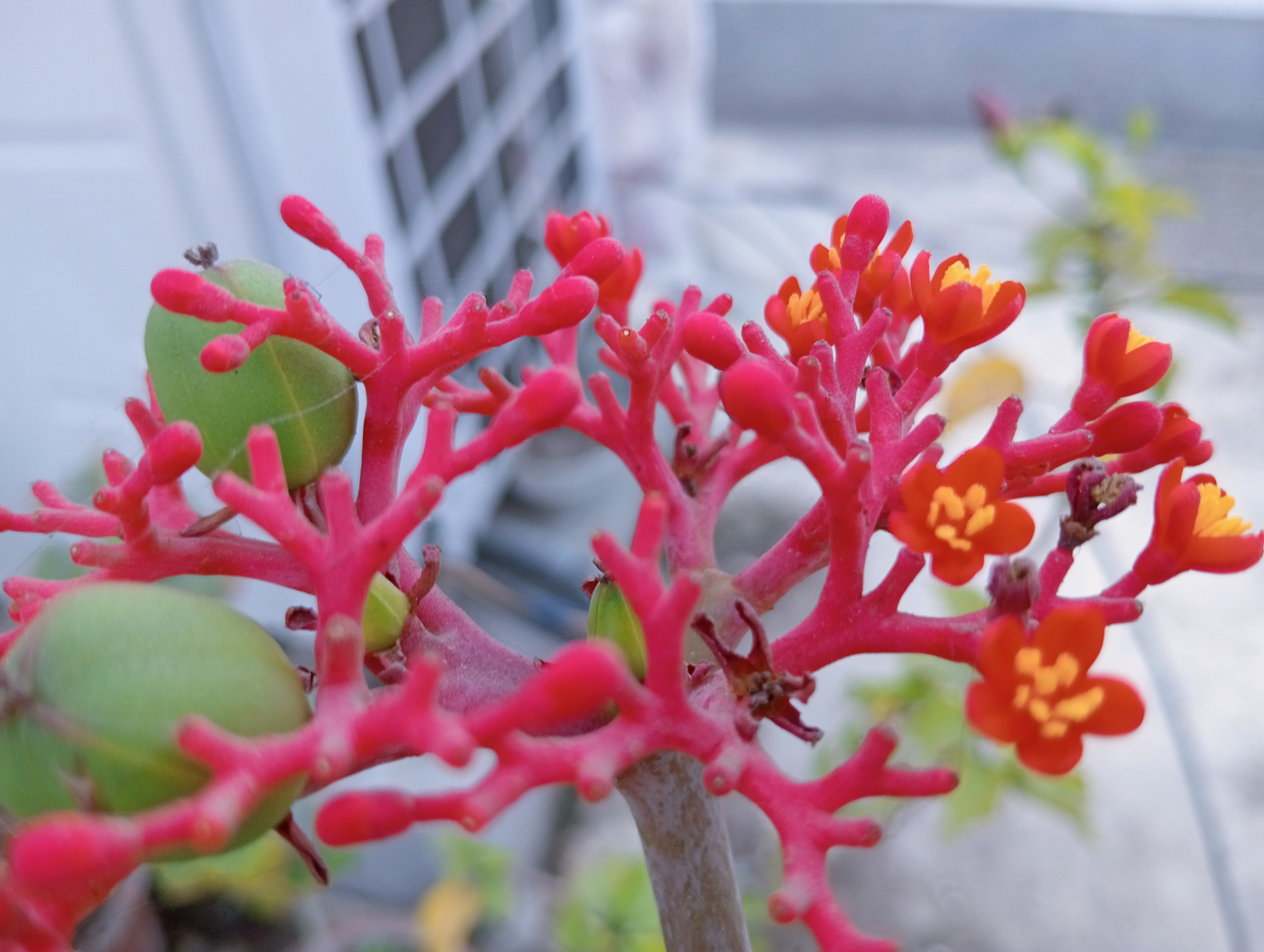 জাট্রোফা পোডাগ্রিকা, যা ‘বুদ্ধ বেলি প্ল্যান্ট’ বা ‘কোরাল প্ল্যান্ট’ নামে পরিচিত। এই রসাল ভেষজ উদ্ভিদ ফোলা কাণ্ডের গোড়া (কডেক্স) ও প্রবাল-লাল ফুলের জন্য পরিচিত। সবুজ অংশটি উদ্ভিদের বিকাশমান ফল। উদ্ভিদের কিছু অংশ বিষাক্ত। রাজশাহী নগরীর সেখেরচক এলাকার একটি ছাদবাগান থেকে তোলা। ছবি: মিলন শেখ