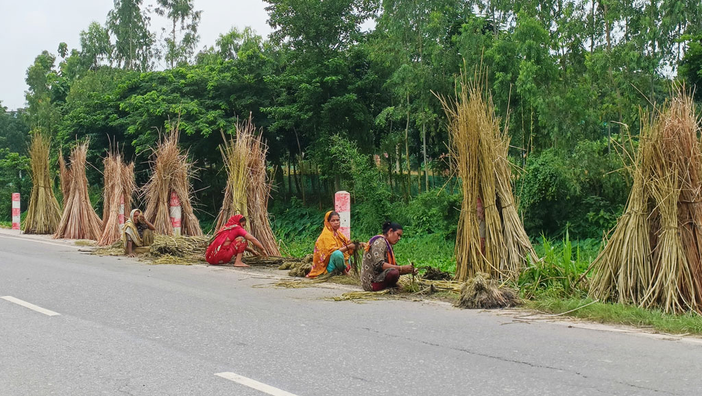 রাস্তার ধারে পাট ছাড়াচ্ছেন গ্রামের নারীরা। তাঁদের হাতে গাঁথা অর্থনীতির প্রাণস্পন্দন। প্রাচীন ঐতিহ্য আর সম্ভাবনার বার্তা নিয়ে এই সোনালি আঁশ আজও বাংলাদেশের পরিচয় বহন করে। মানিকগঞ্জের সিংগাইর উপজেলার গোবিন্দল এলাকা থেকে আজ সকালে তোলা। ছবি: আব্দুর রাজ্জাক