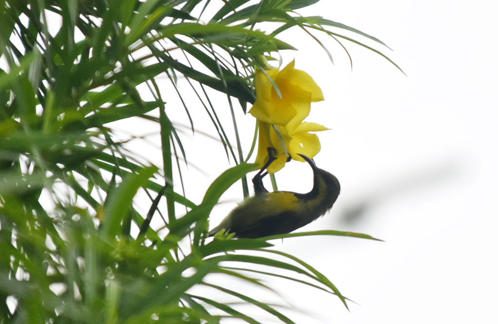 দিনের ছবি (১৯ জুলাই, ২০২৬)